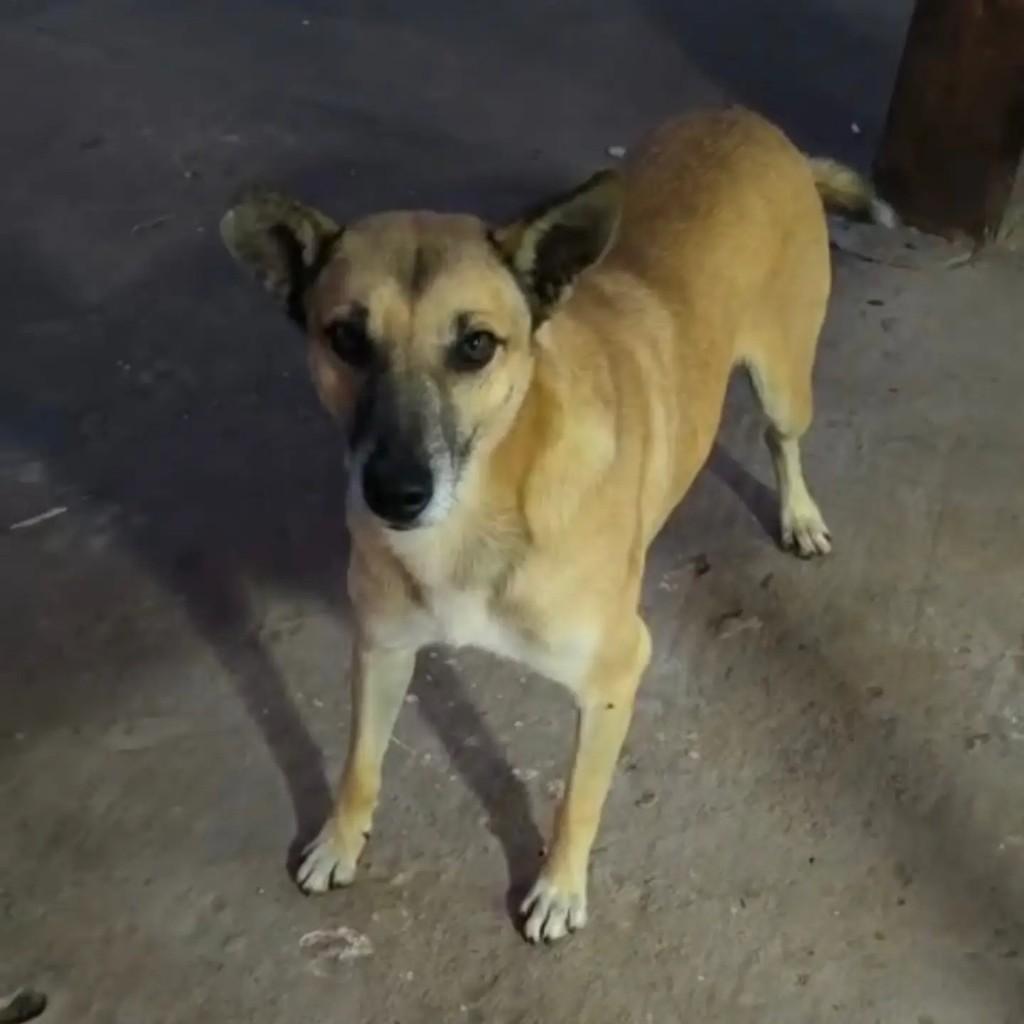 Caramelo, cachorro de porte médio para adoção em Arroio do Tigre - RS