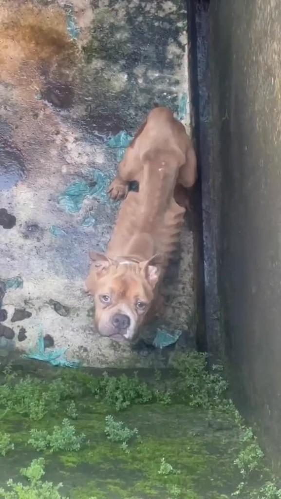 Bruce, cachorro de porte grande para adoção em Lagoa Seca - PB