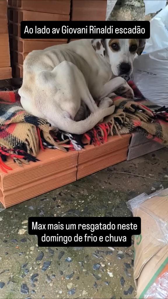 Max, cachorro de porte pequeno para adoção em Franco da Rocha - SP