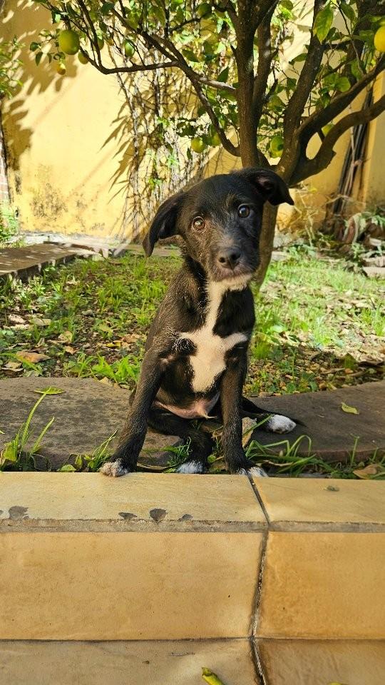 Cookie, cachorro de porte médio para adoção em São Paulo - SP