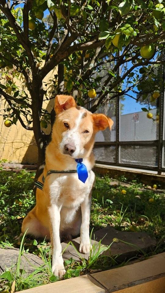 Sultão, cachorro de porte médio para adoção em São Paulo - SP