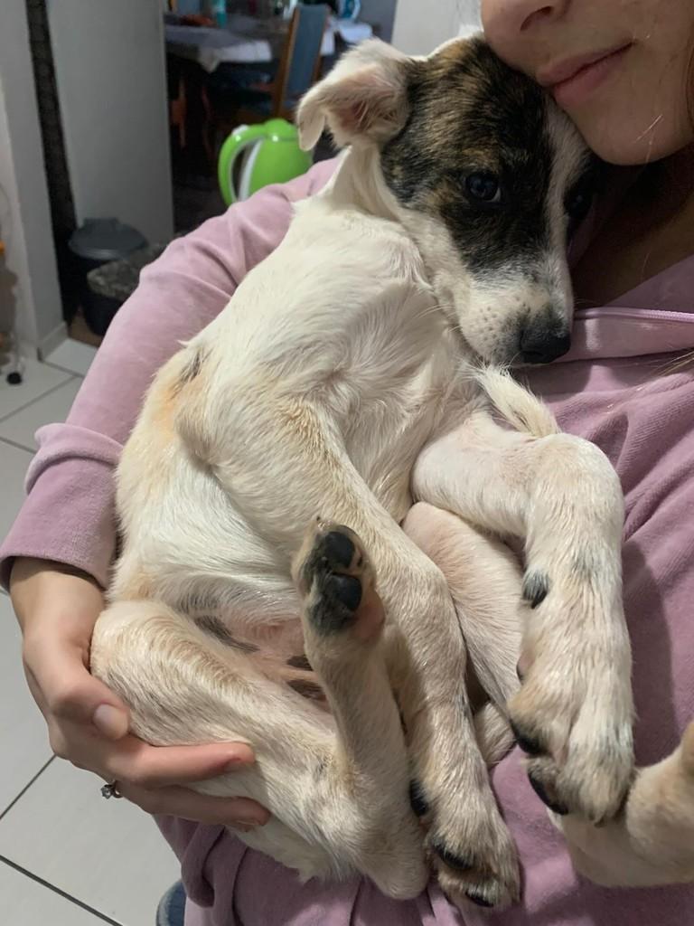 Princesa, cachorro de porte médio para adoção em Rio Bonito do Iguaçu - PR