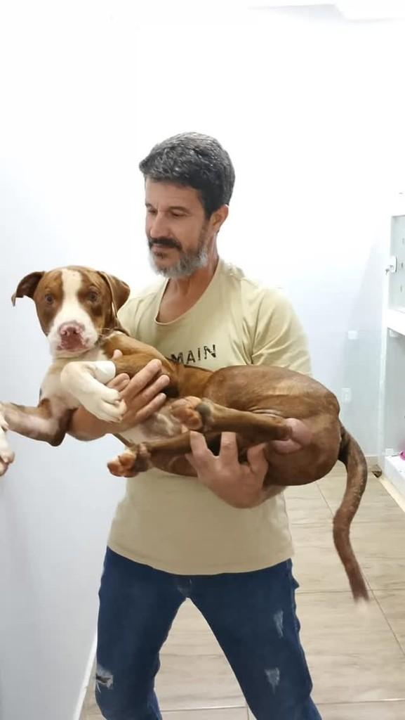 Thor, cachorro de porte grande para adoção em Pradópolis - SP