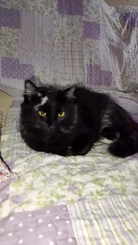 Jorge, gato de porte médio para adoção em Pradópolis - SP