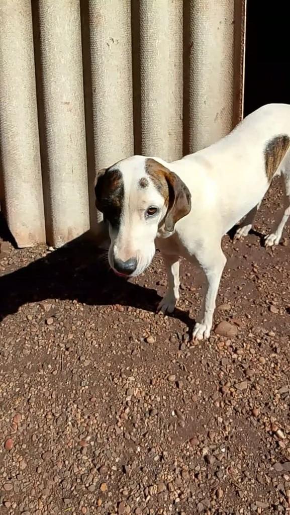 Branca, cadela de porte grande para adoção em Pradópolis - SP