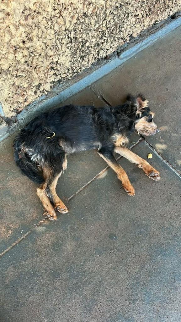 Lolinha, cadela de porte médio para adoção em Pradópolis - SP
