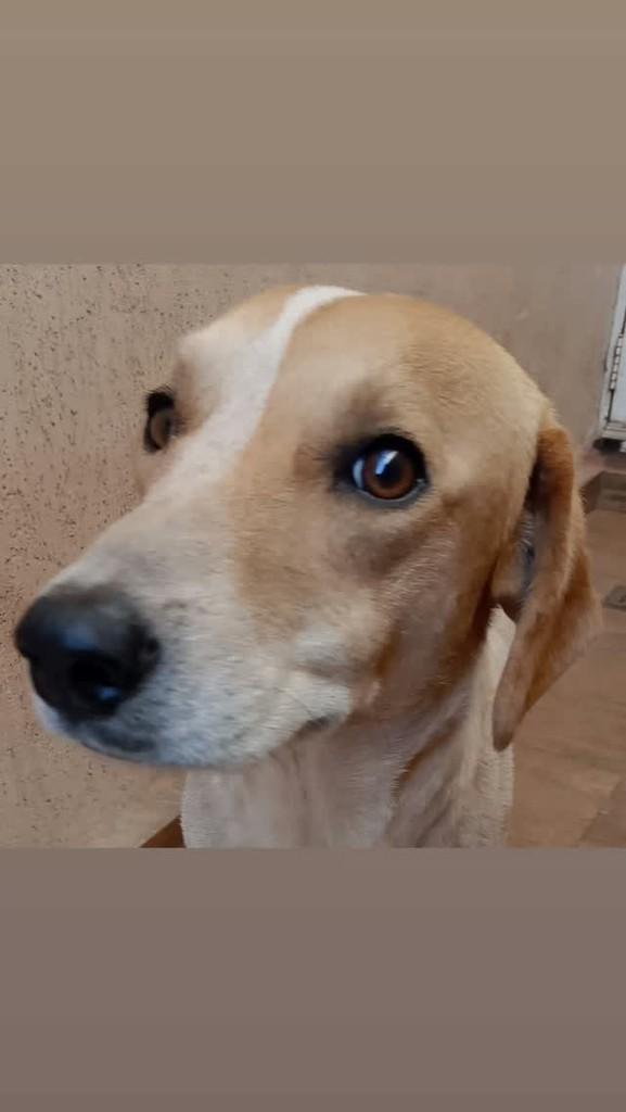 Gaspar, cachorro de porte médio para adoção em Pradópolis - SP