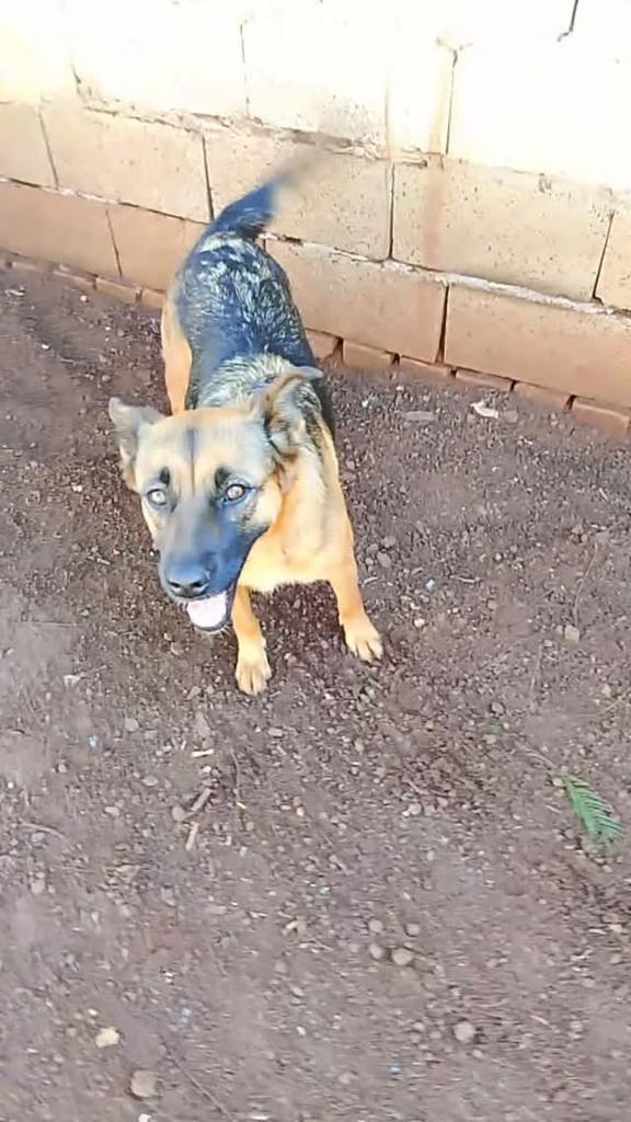 Raposinha, cadela de porte médio para adoção em Pradópolis - SP