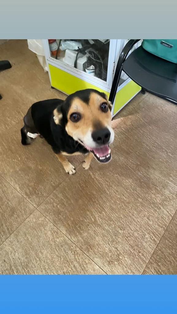 Otero, cachorro de porte grande para adoção em Pradópolis - SP