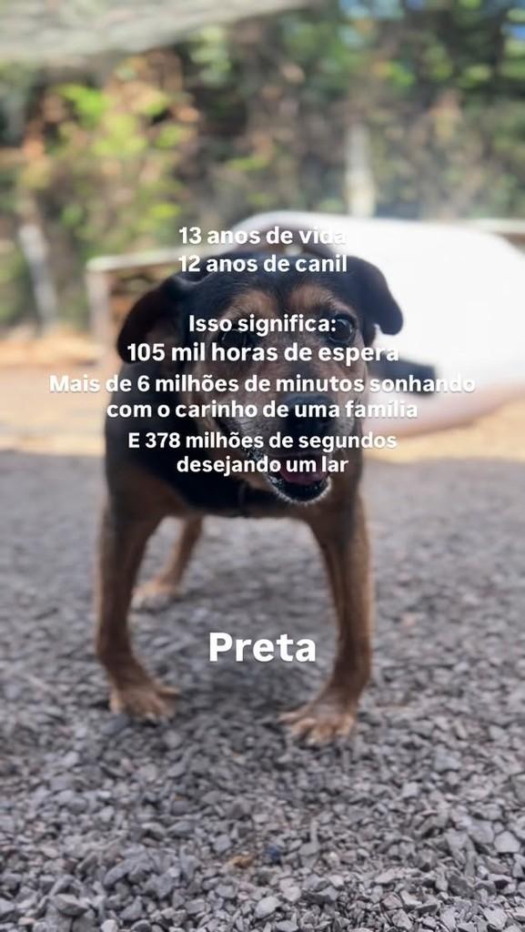Preta, cachorro de porte pequeno para adoção em Veranópolis - RS