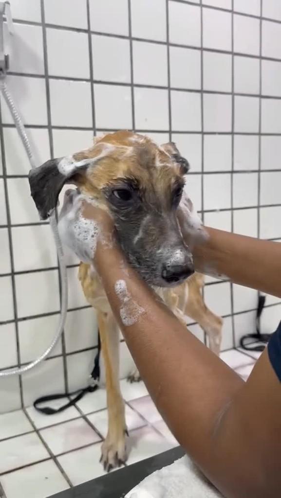 Caramelo, cachorro de porte pequeno para adoção em Praia Grande - SP