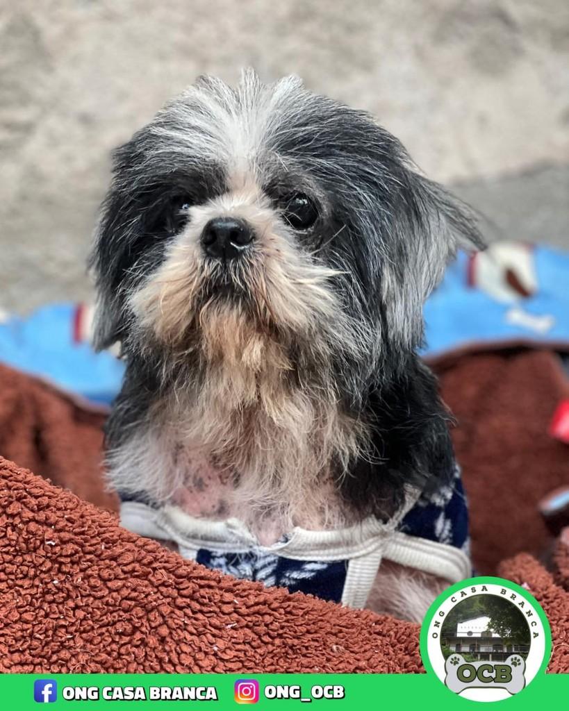 Spike, cachorro de porte pequeno para adoção em Cubatão - SP