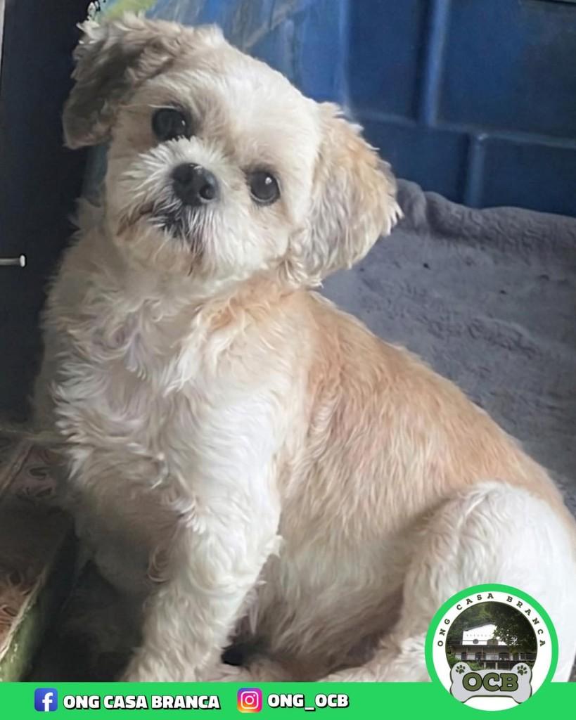 Princesinha, cachorro de porte pequeno para adoção em Santos - SP
