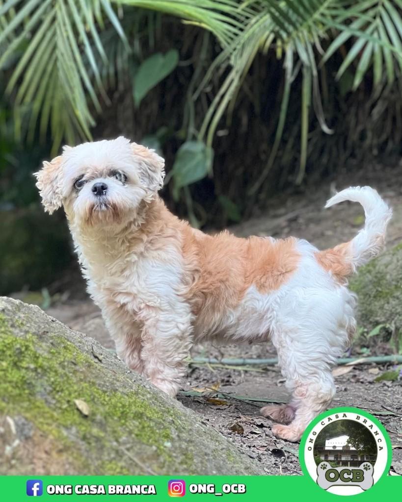 Princesa, cadela de porte pequeno para adoção em Santos - SP