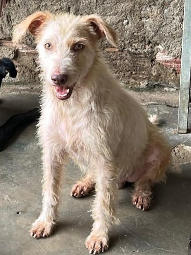 Gazo, cachorro de porte médio para adoção em Itajuípe - BA