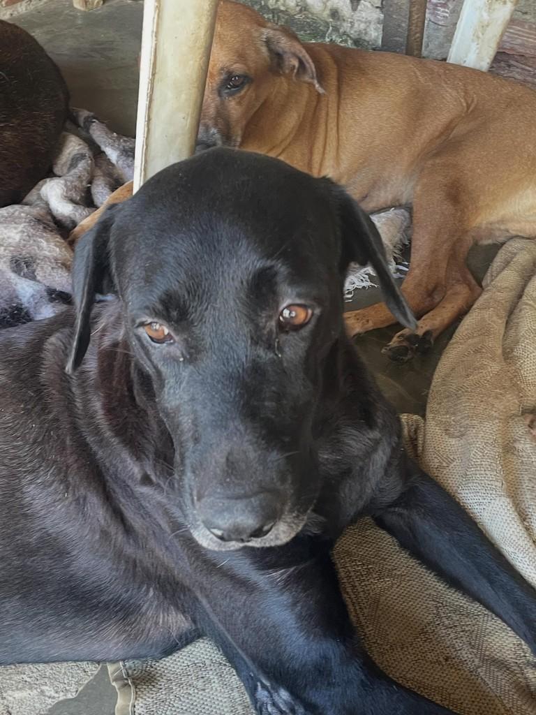 Negona, cachorro de porte grande para adoção em Itajuípe - BA