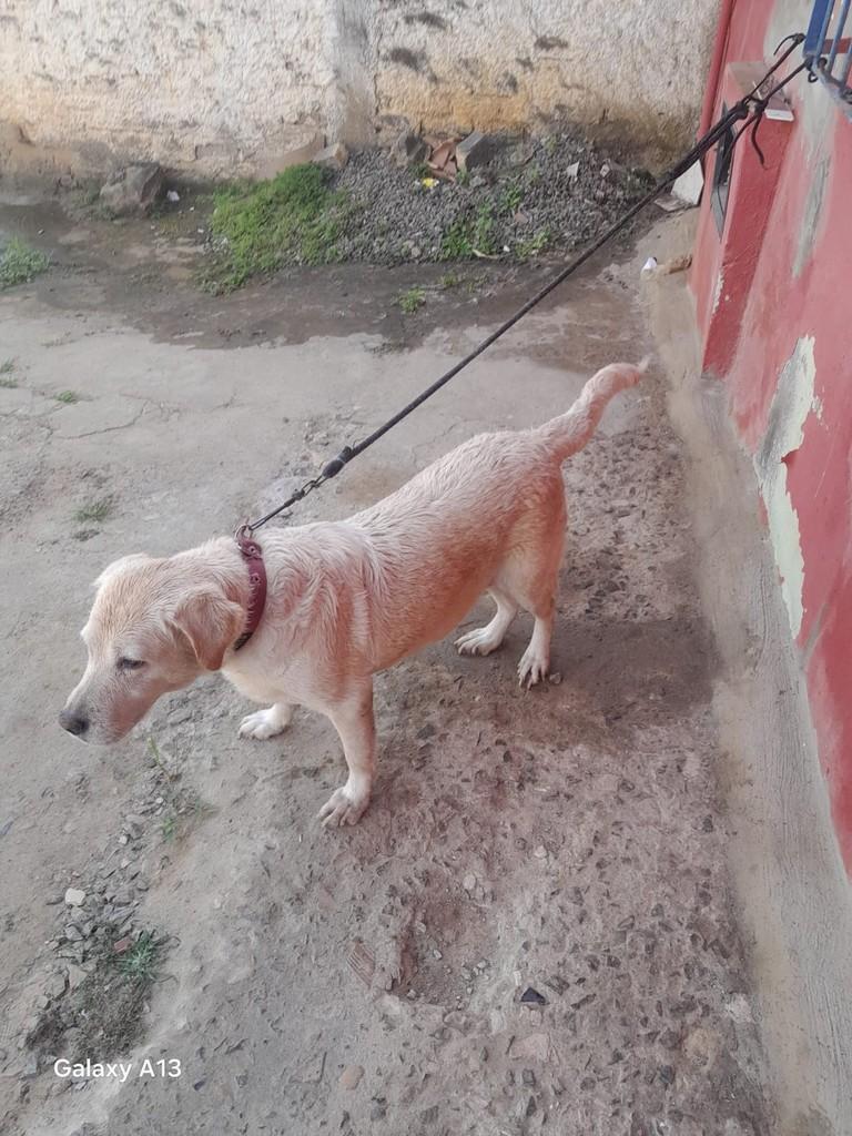 Labradora, cachorro de porte médio para adoção em Itajuípe - BA