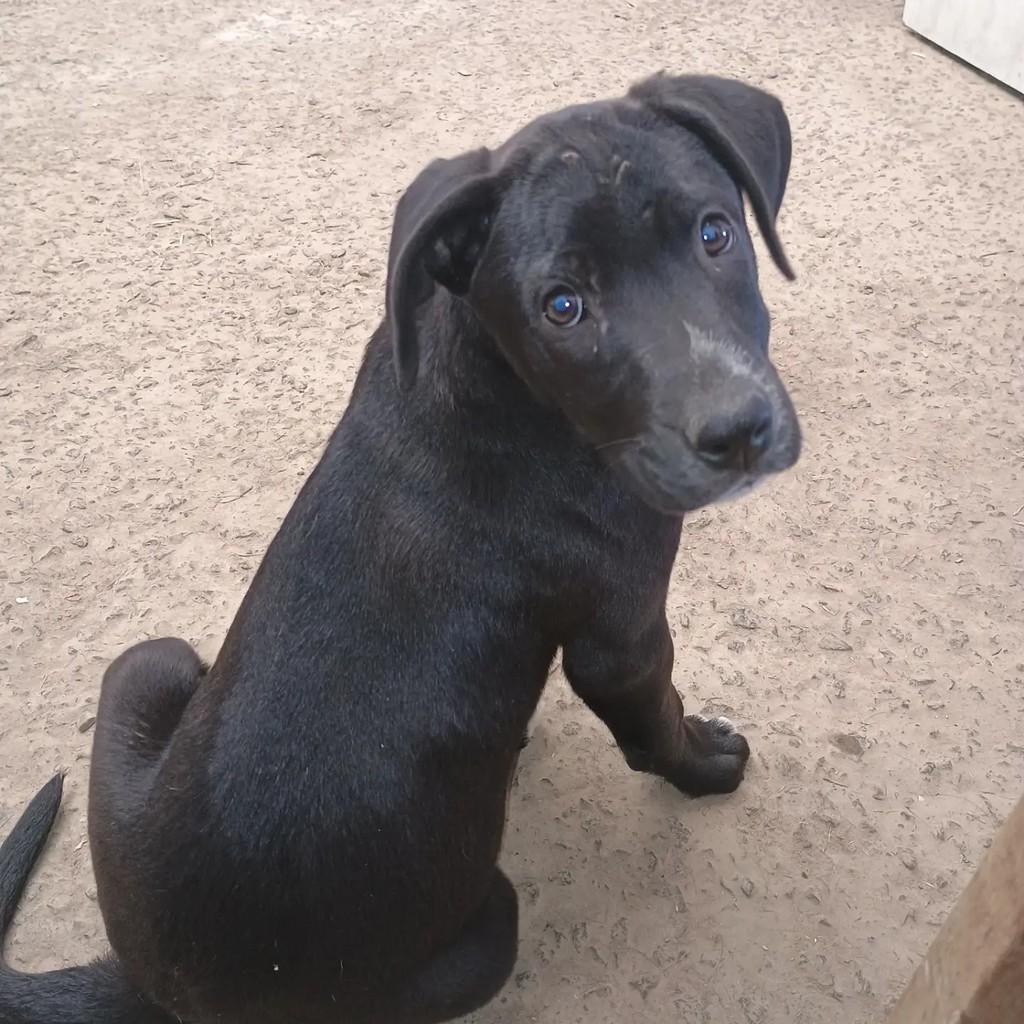 Caroço, cachorro de porte médio para adoção em Elias Fausto - SP