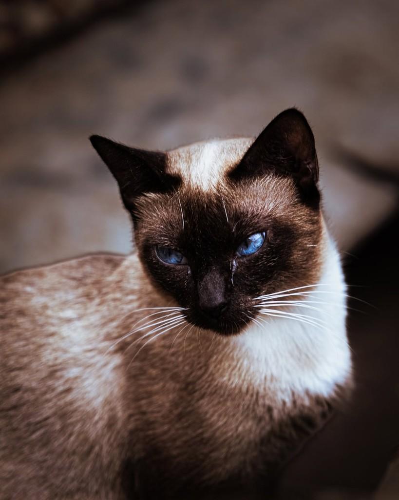 Charlotte, gata para adoção em Ibitinga - SP
