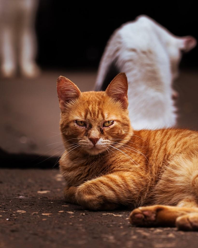 Polenta Frita, gato para adoção em Ibitinga - SP