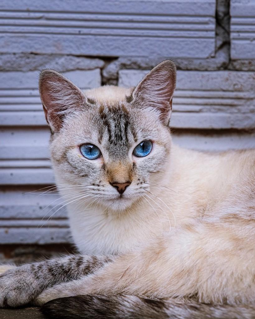 Maria de Fátima, gata para adoção em Ibitinga - SP