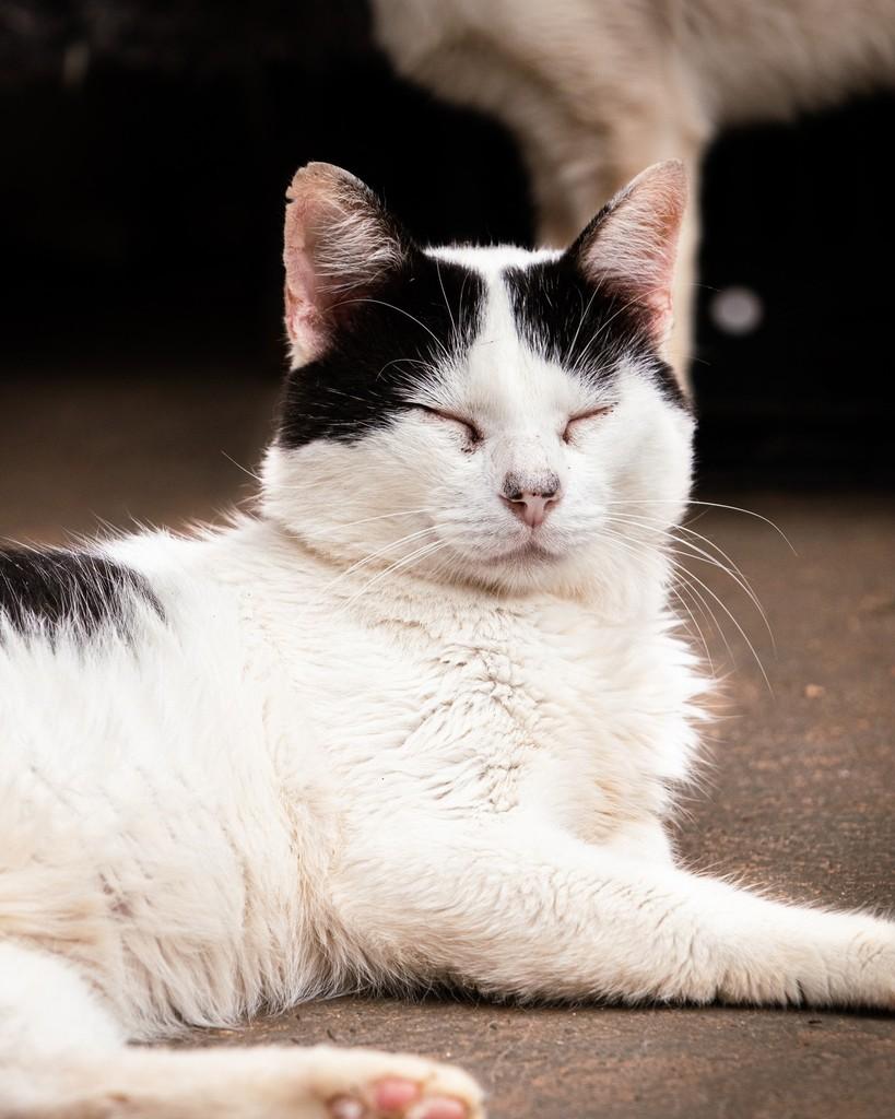 Raio, gato de porte grande para adoção em Ibitinga - SP