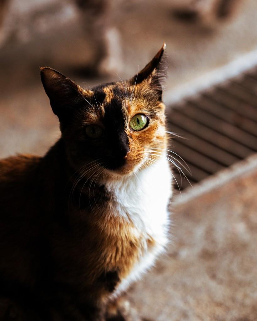 Luiza, gata para adoção em Ibitinga - SP