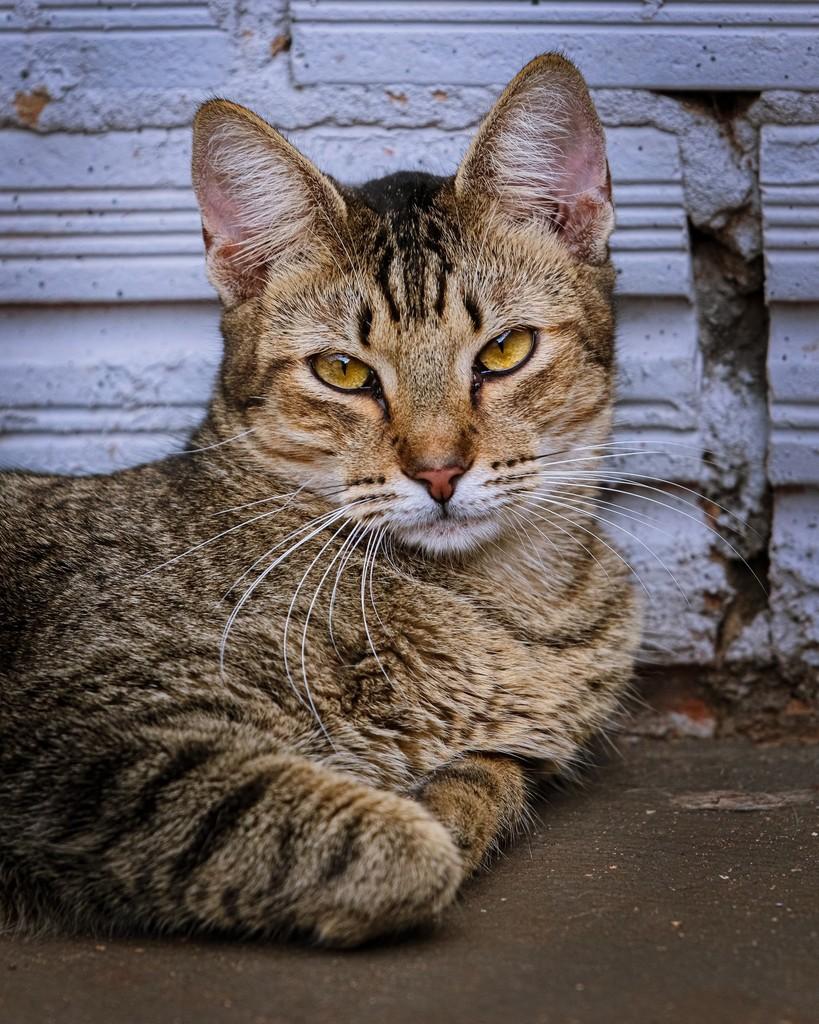 Nina Simone, gata de porte médio para adoção em Ibitinga - SP