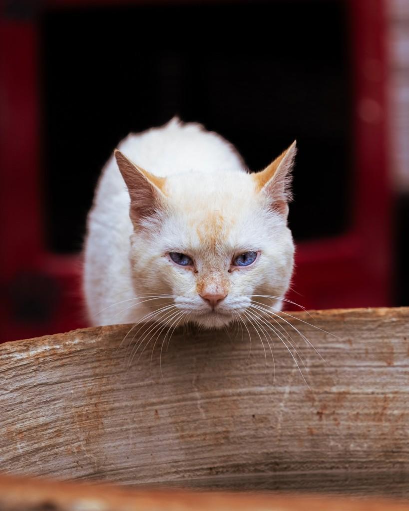 Justino, gato de porte médio para adoção em Ibitinga - SP
