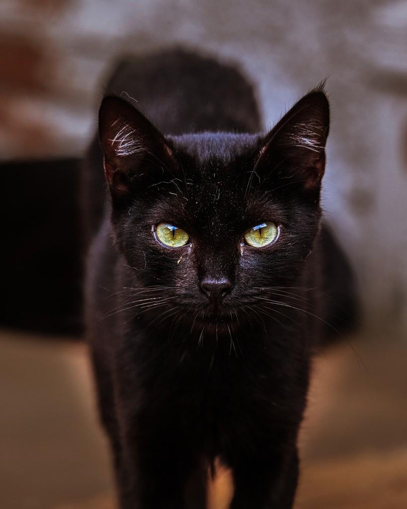Pilão, gato de porte médio para adoção em Ibitinga - SP