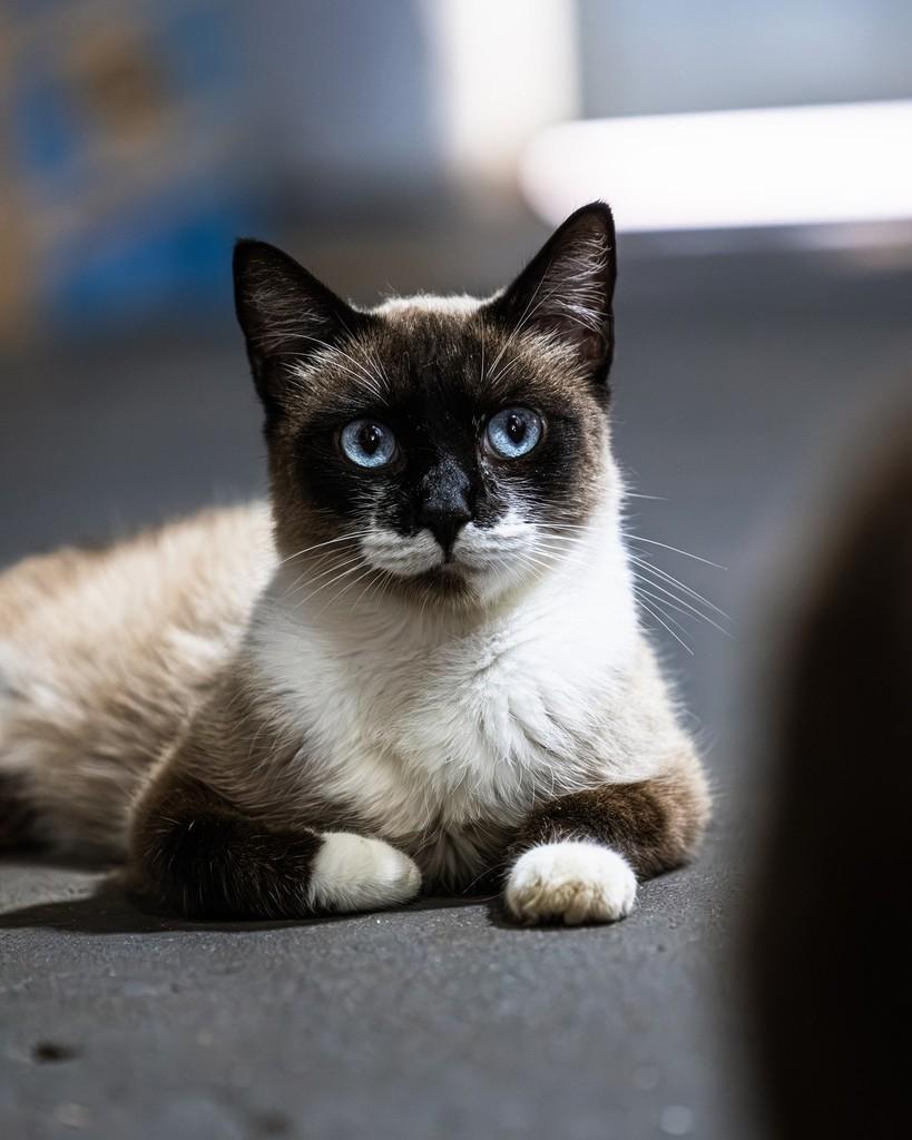 Emilly, gata para adoção em Ibitinga - SP