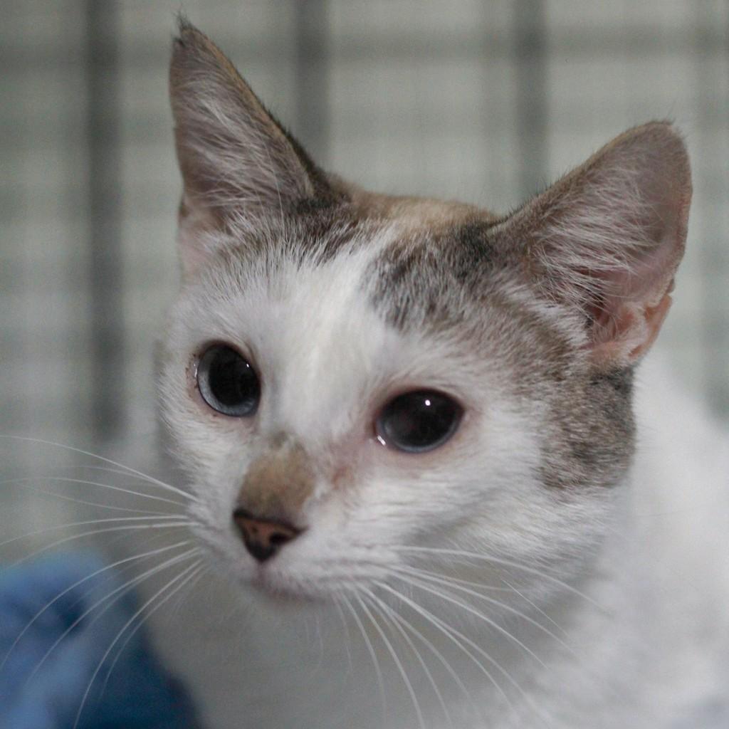 Linda, gata de porte pequeno para adoção em Ibitinga - SP