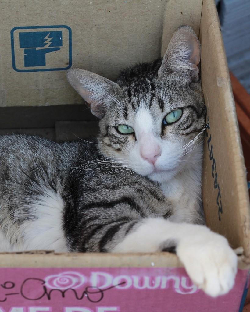 Nando, gato de porte pequeno para adoção em Ibitinga - SP