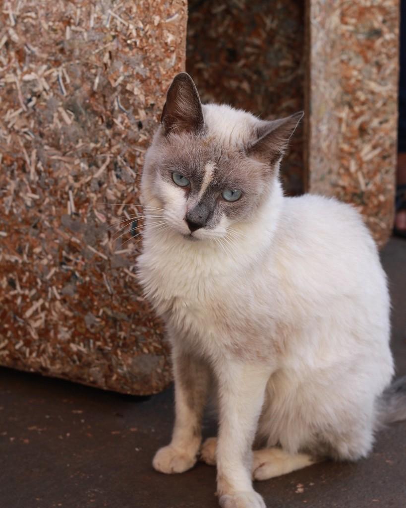 Napolitano, gato de porte médio para adoção em Ibitinga - SP