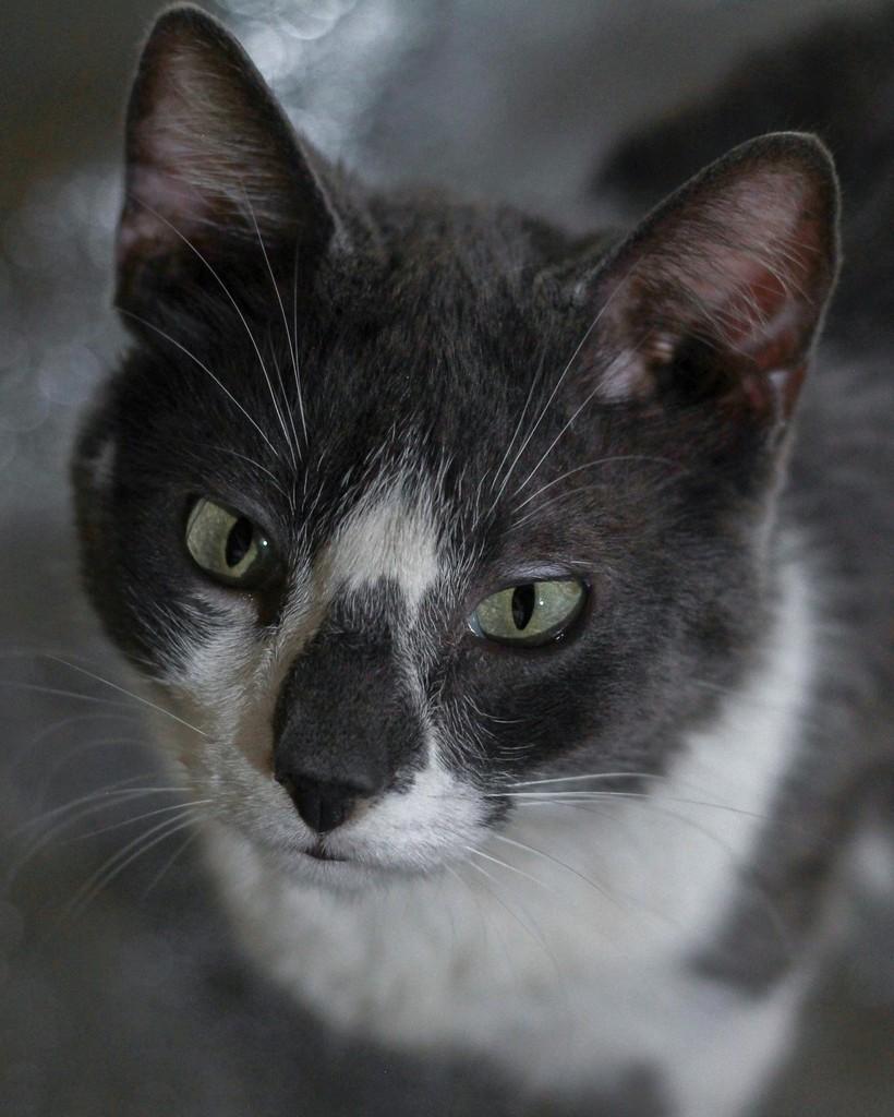 Tião, gato de porte médio para adoção em Ibitinga - SP