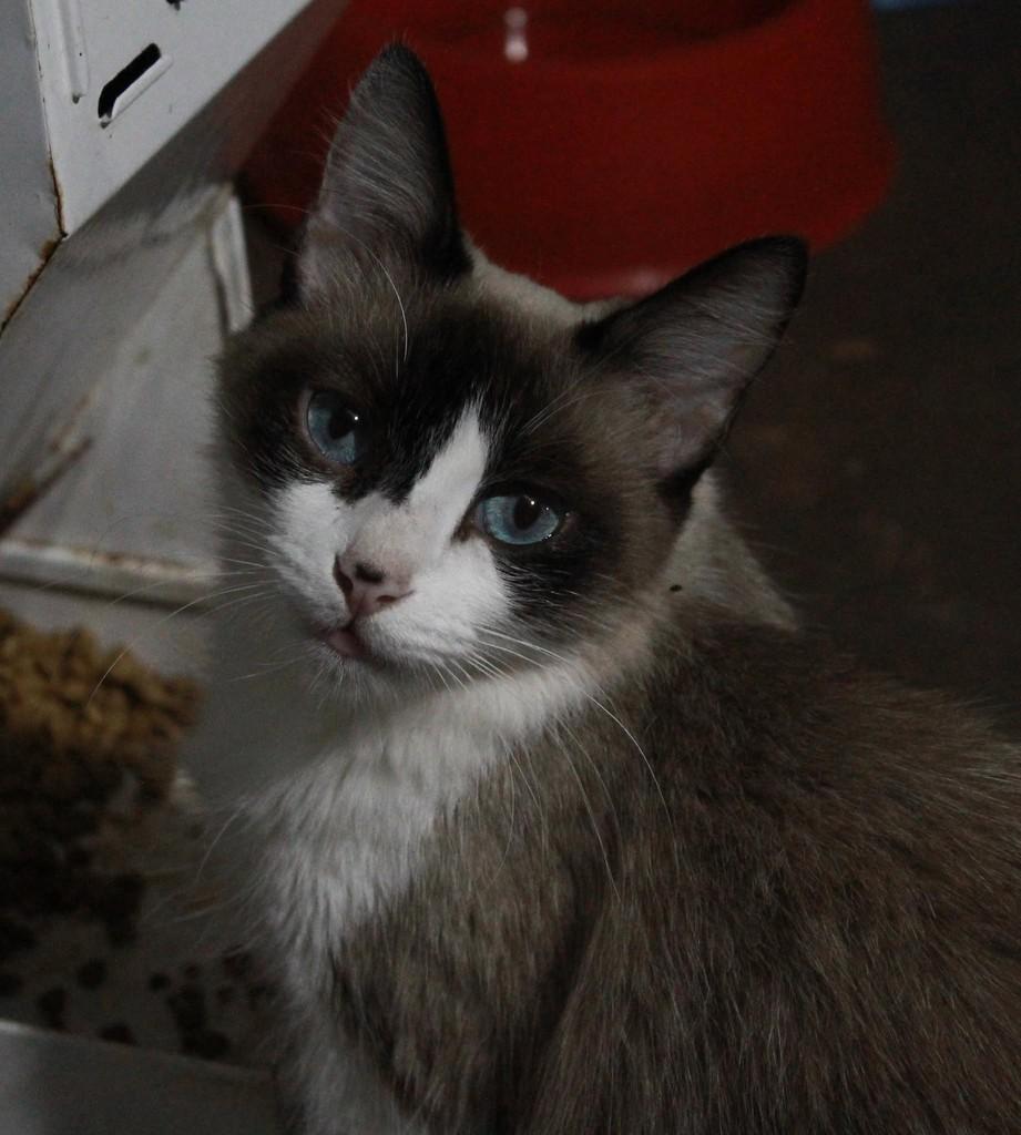Maju, gata de porte pequeno para adoção em Ibitinga - SP