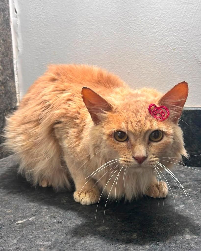 João Raul, gato de porte médio para adoção em Ibitinga - SP