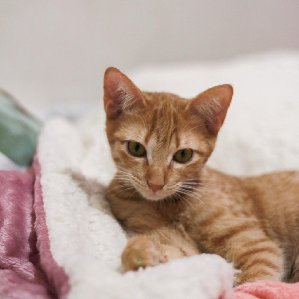 Broa, gato de porte pequeno para adoção em Ibitinga - SP