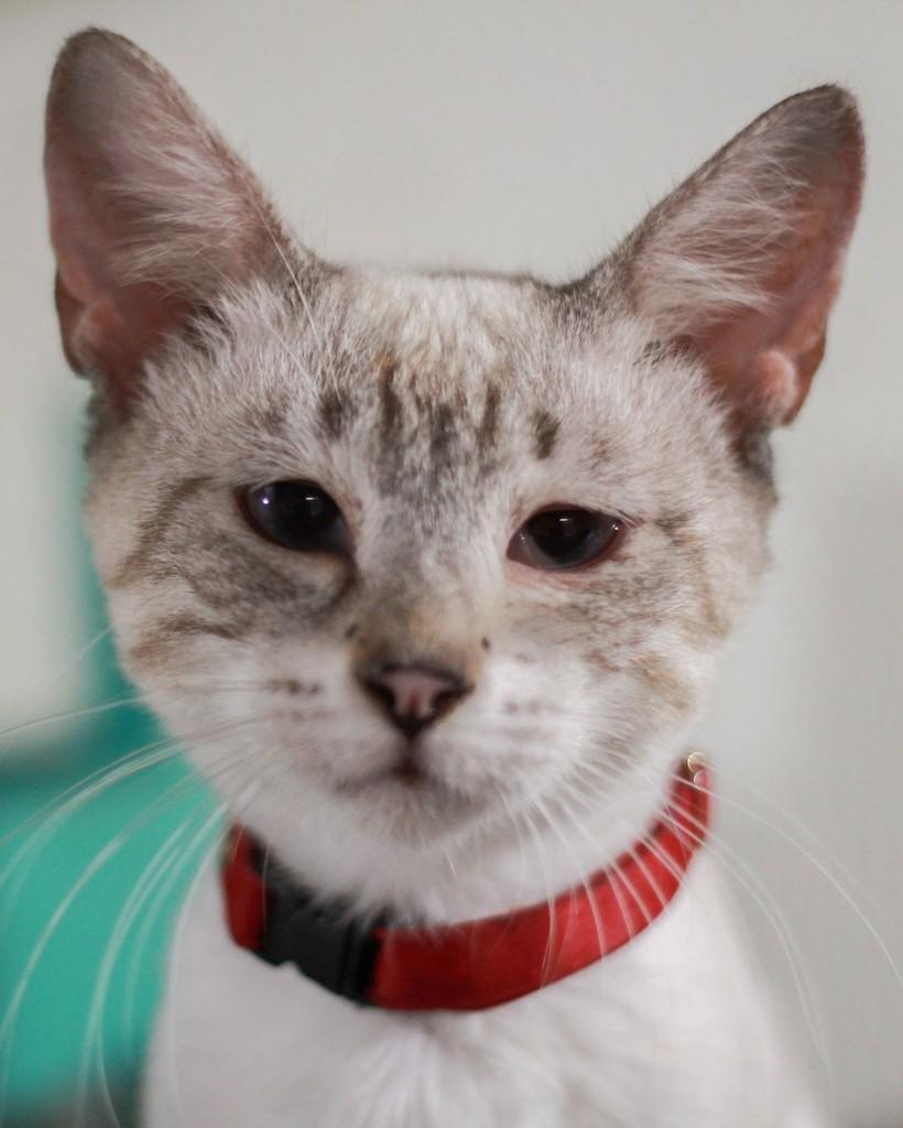 Clarito, gato de porte pequeno para adoção em Ibitinga - SP