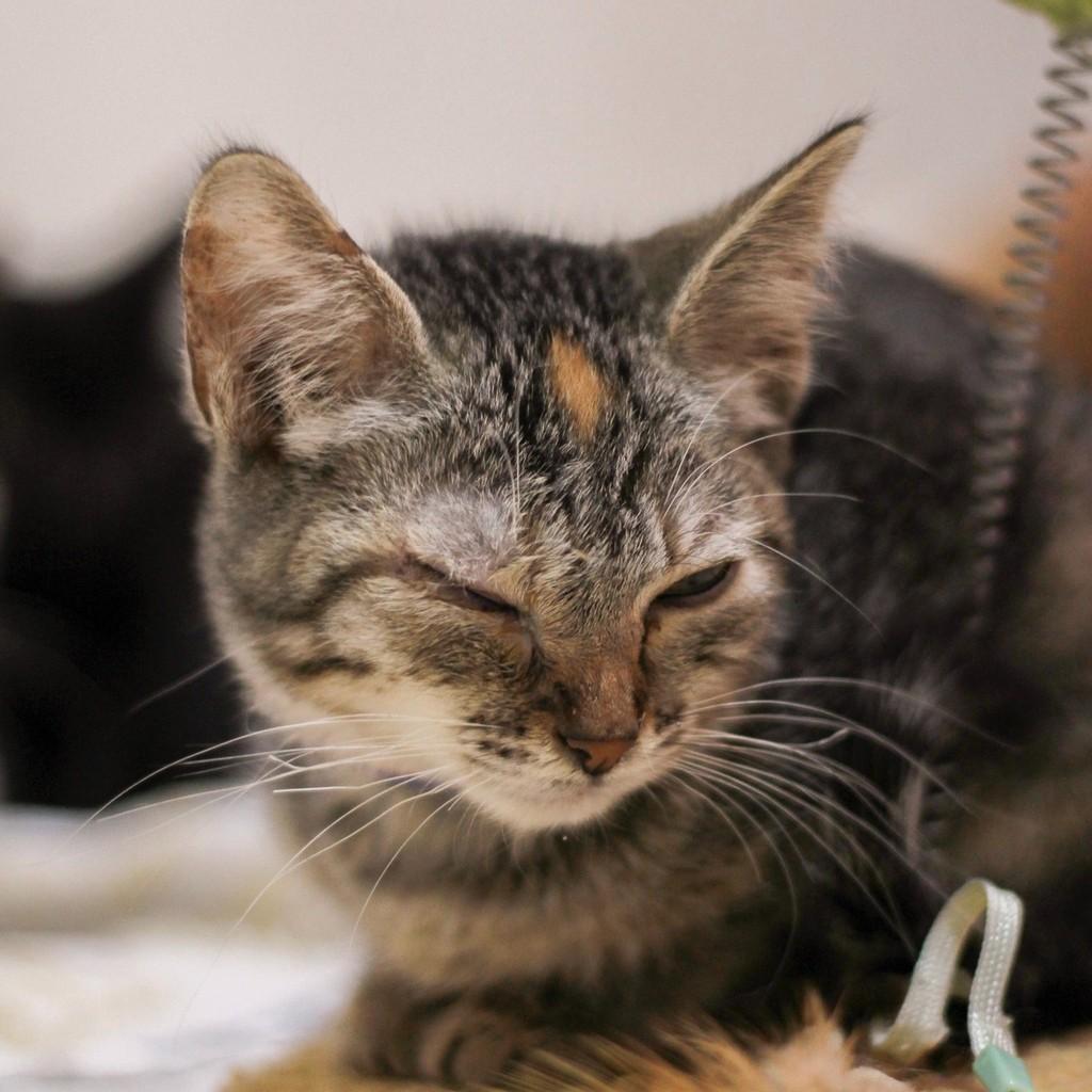 Estrela, gata de porte pequeno para adoção em Ibitinga - SP
