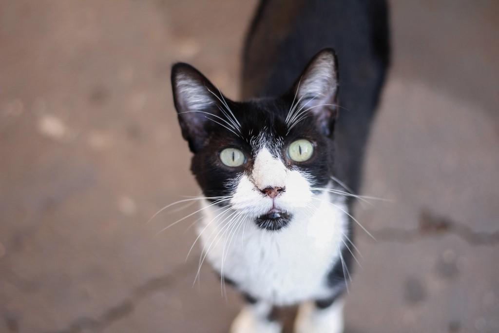 Véio, gato de porte médio para adoção em Ibitinga - SP
