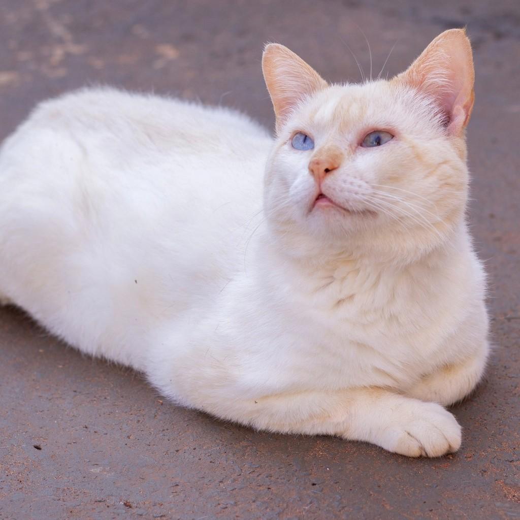 Leonardo, gato de porte médio para adoção em Ibitinga - SP