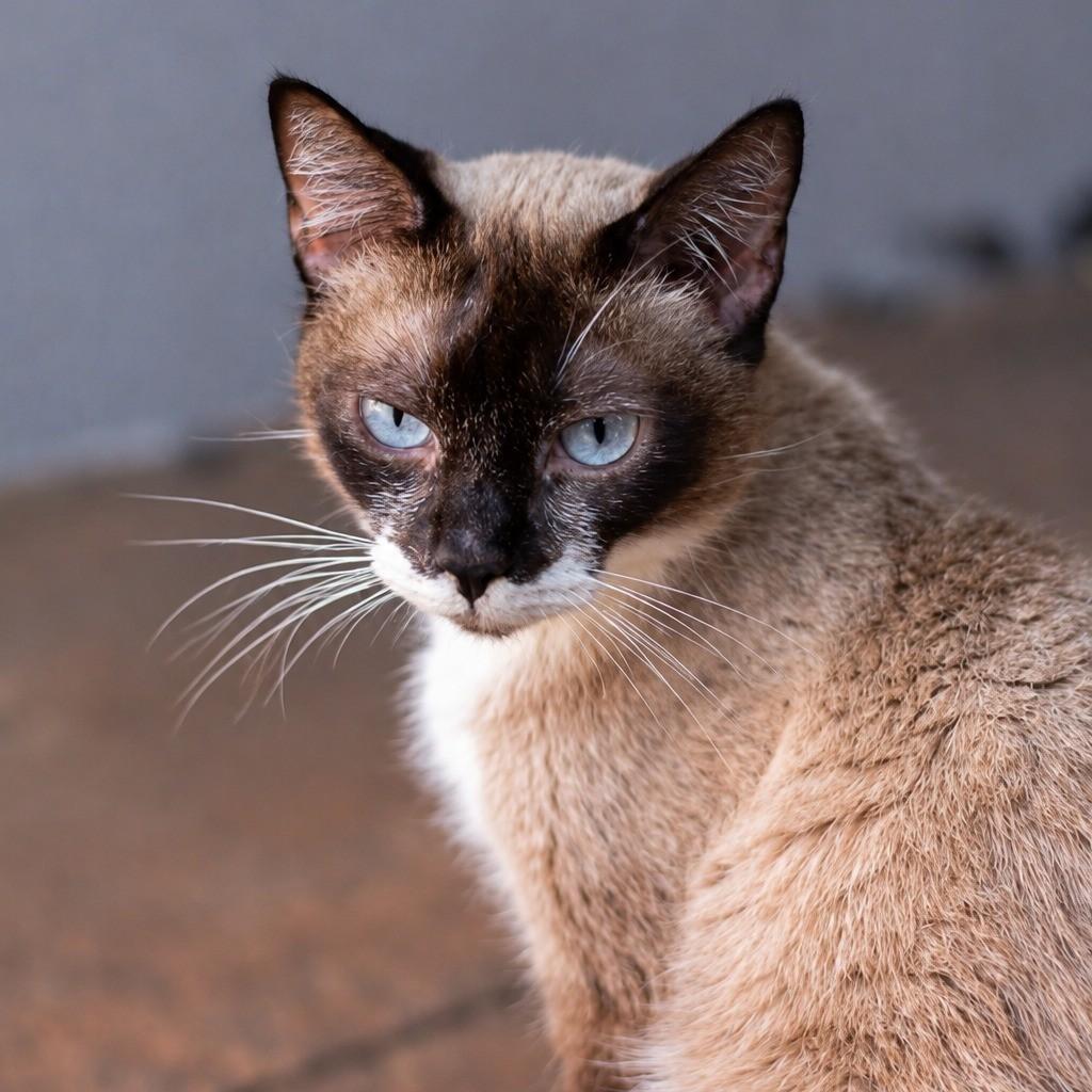 Dengo, gata de porte médio para adoção em Ibitinga - SP