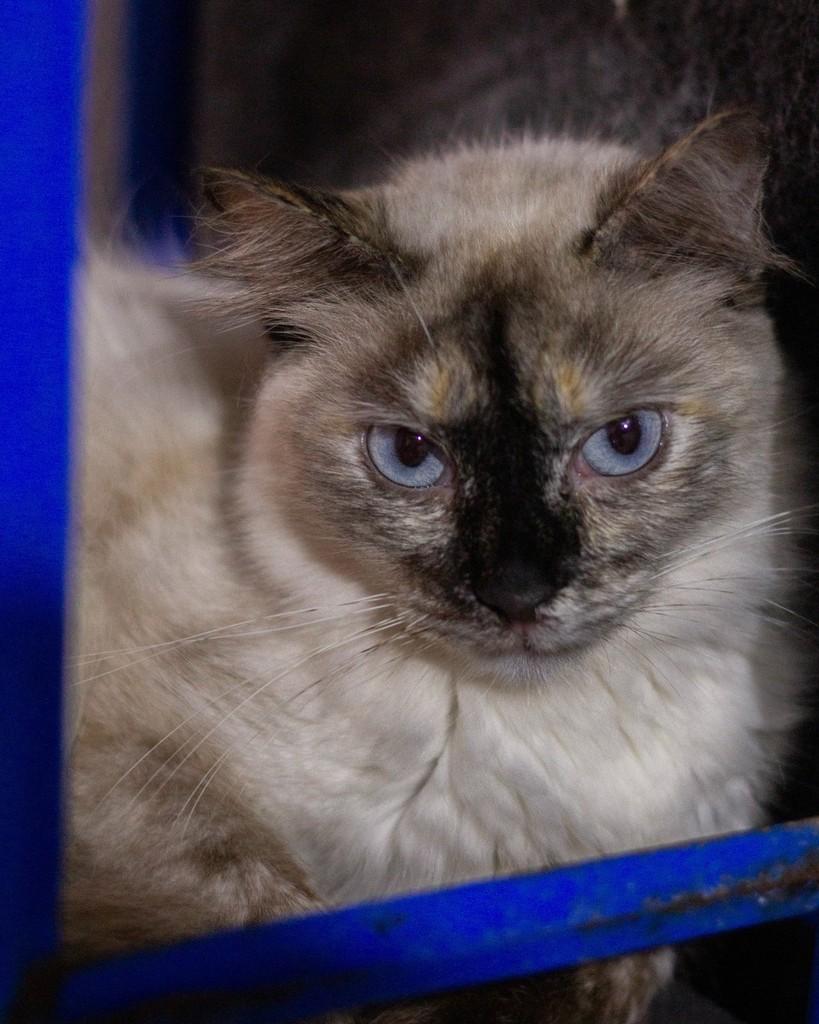 Flor, gata de porte pequeno para adoção em Ibitinga - SP