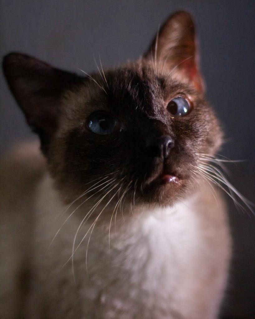 Luany Fuxico, gata de porte pequeno para adoção em Ibitinga - SP