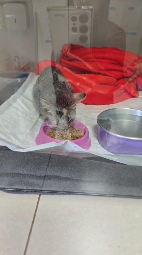 Estrelinha, gata de porte pequeno para adoção em Ibitinga - SP