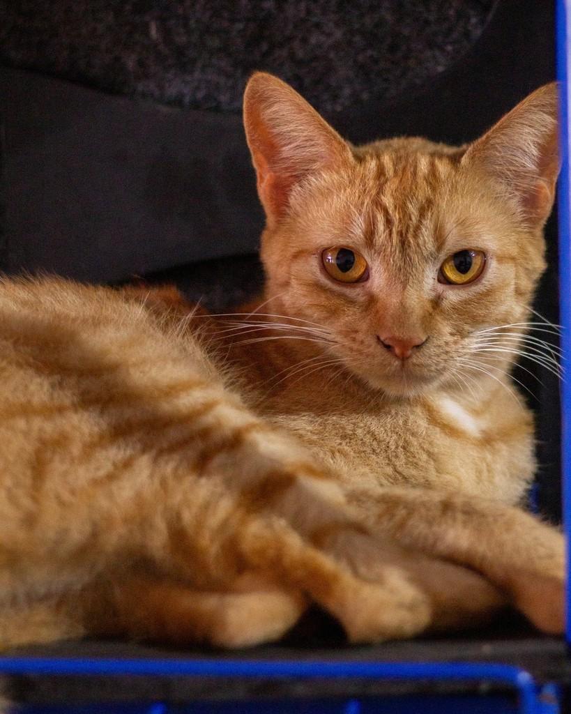 Fred Mercury, gato de porte pequeno para adoção em Ibitinga - SP