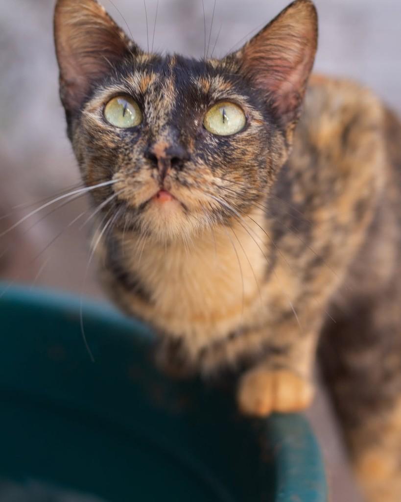 Princesa Alegre, gata de porte médio para adoção em Ibitinga - SP