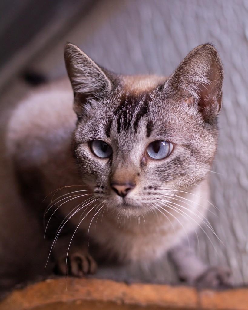 Joana, gato de porte pequeno para adoção em Ibitinga - SP