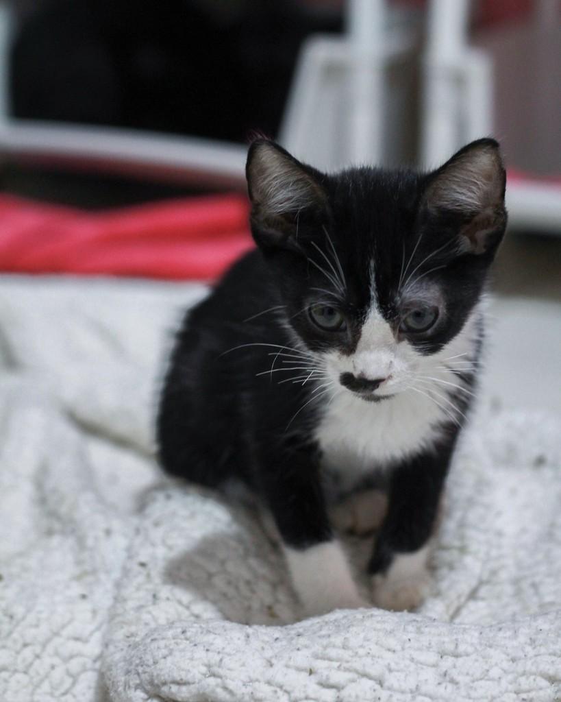 Pedrinho, gato de porte pequeno para adoção em Ibitinga - SP